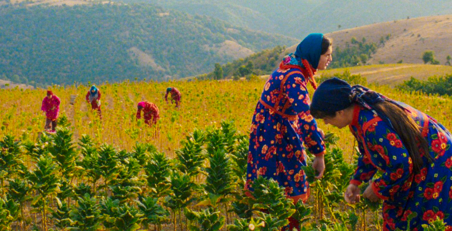 Aisha Can’t Fly Away